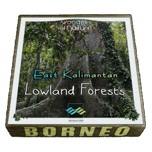 East Kalimantan Low Forest