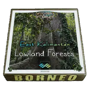 East Kalimantan Low Forest