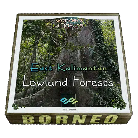 East Kalimantan Lowland Forests